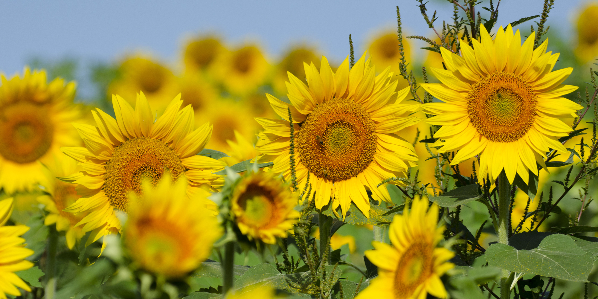 Douglas County sunflowers